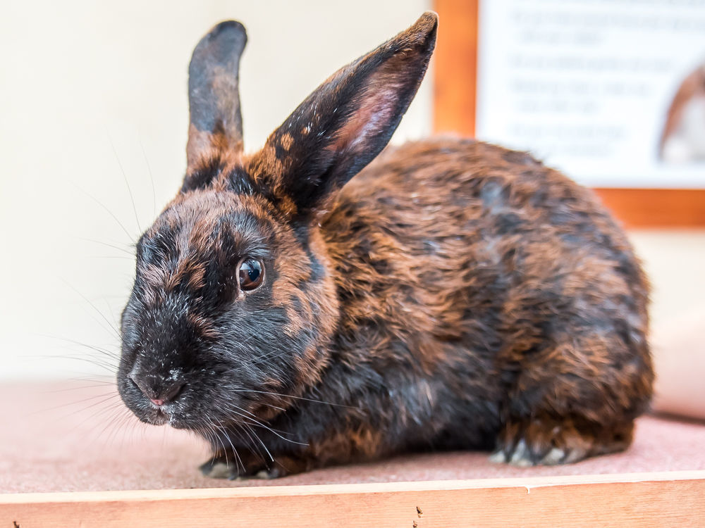 CAPA Pet of the Week -- Poppy